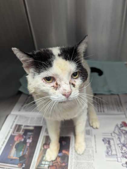 Papa Smurf, Adoptable, Adult Male Domestic Short Hair & Domestic Short Hair.