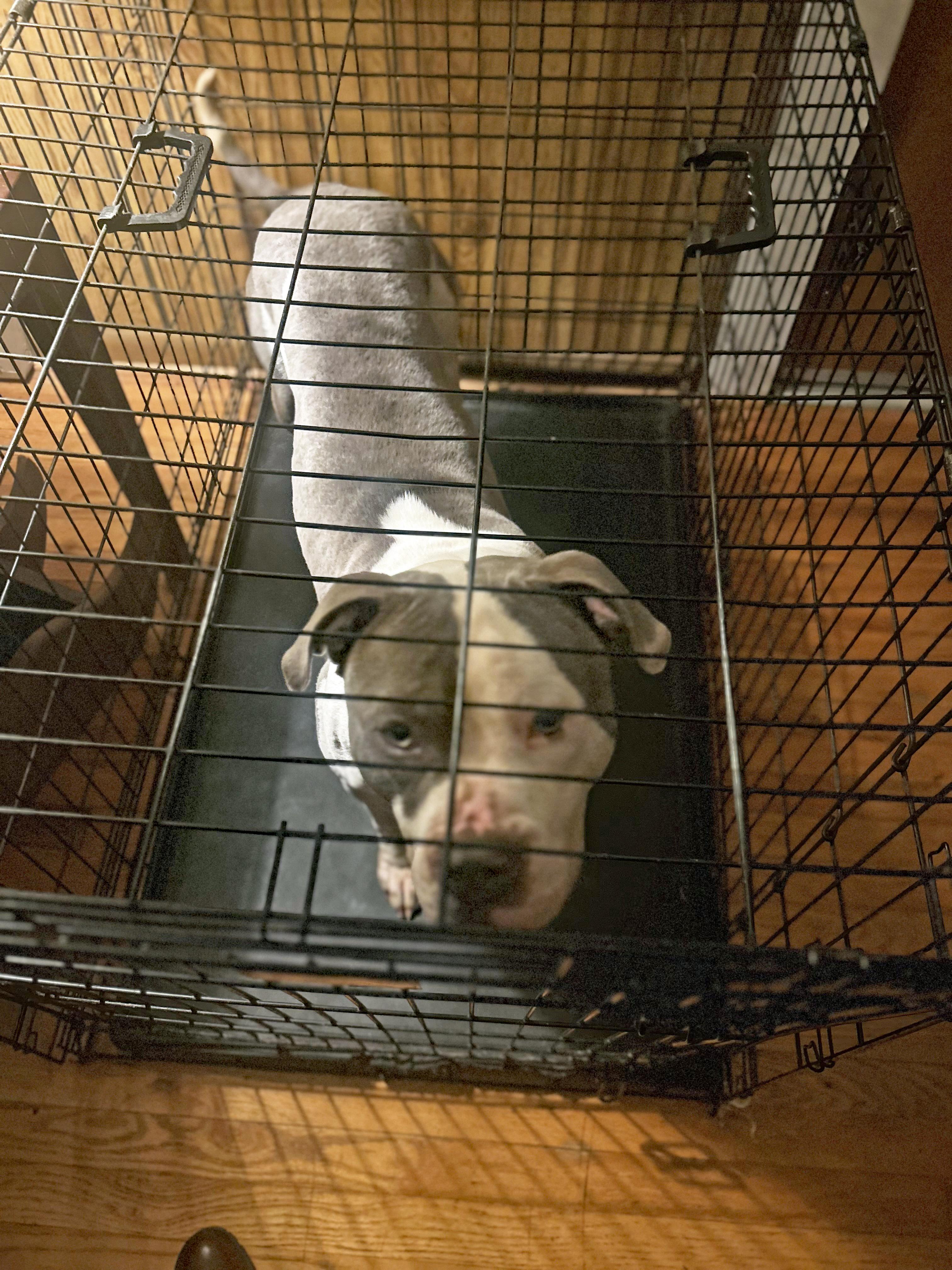 Enlarge Kai (Community Assist), an adopted Pit Bull Terrier in Marion, NC image 2/4