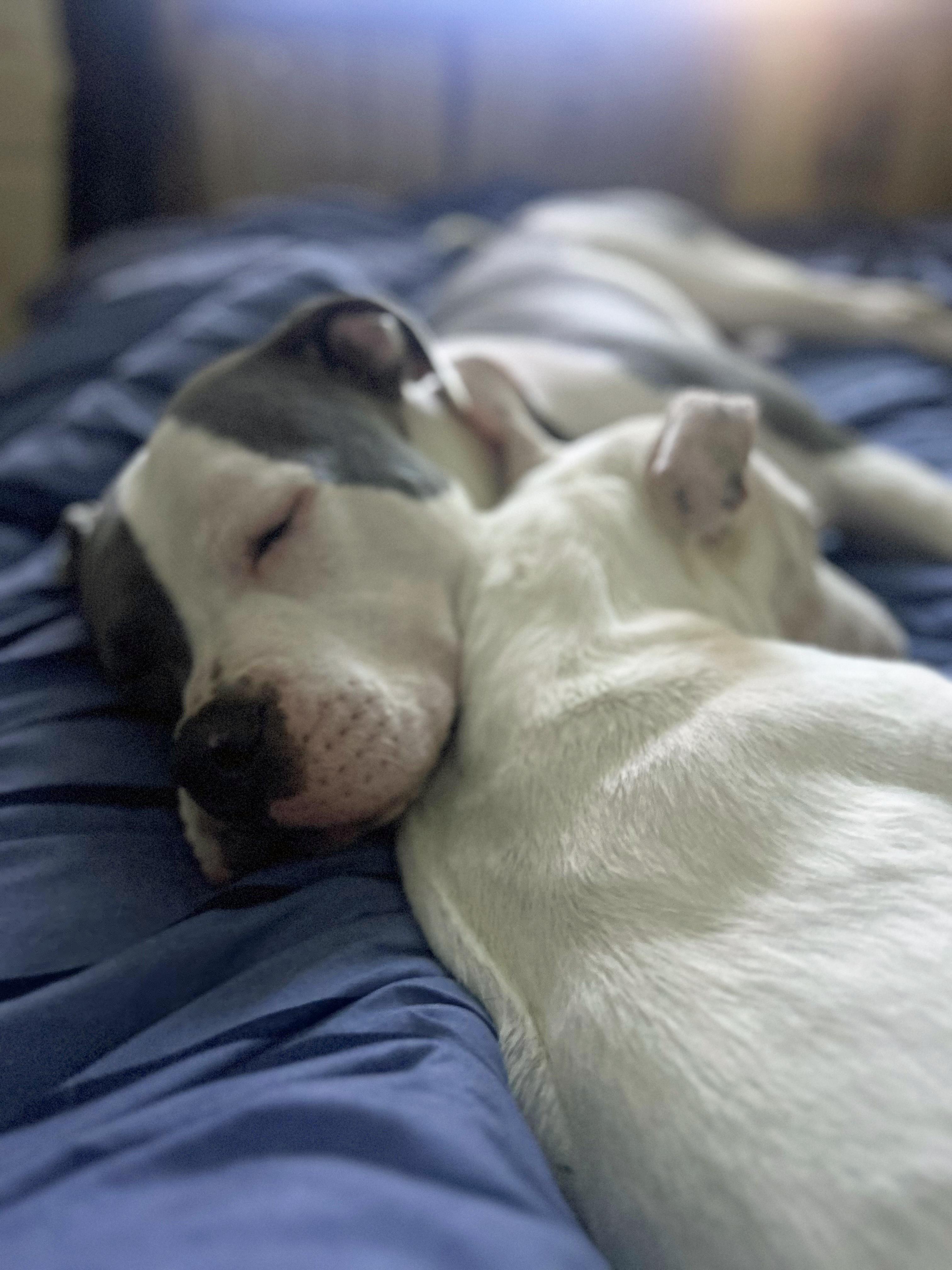 Enlarge Kai (Community Assist), an adopted Pit Bull Terrier in Marion, NC image 3/4