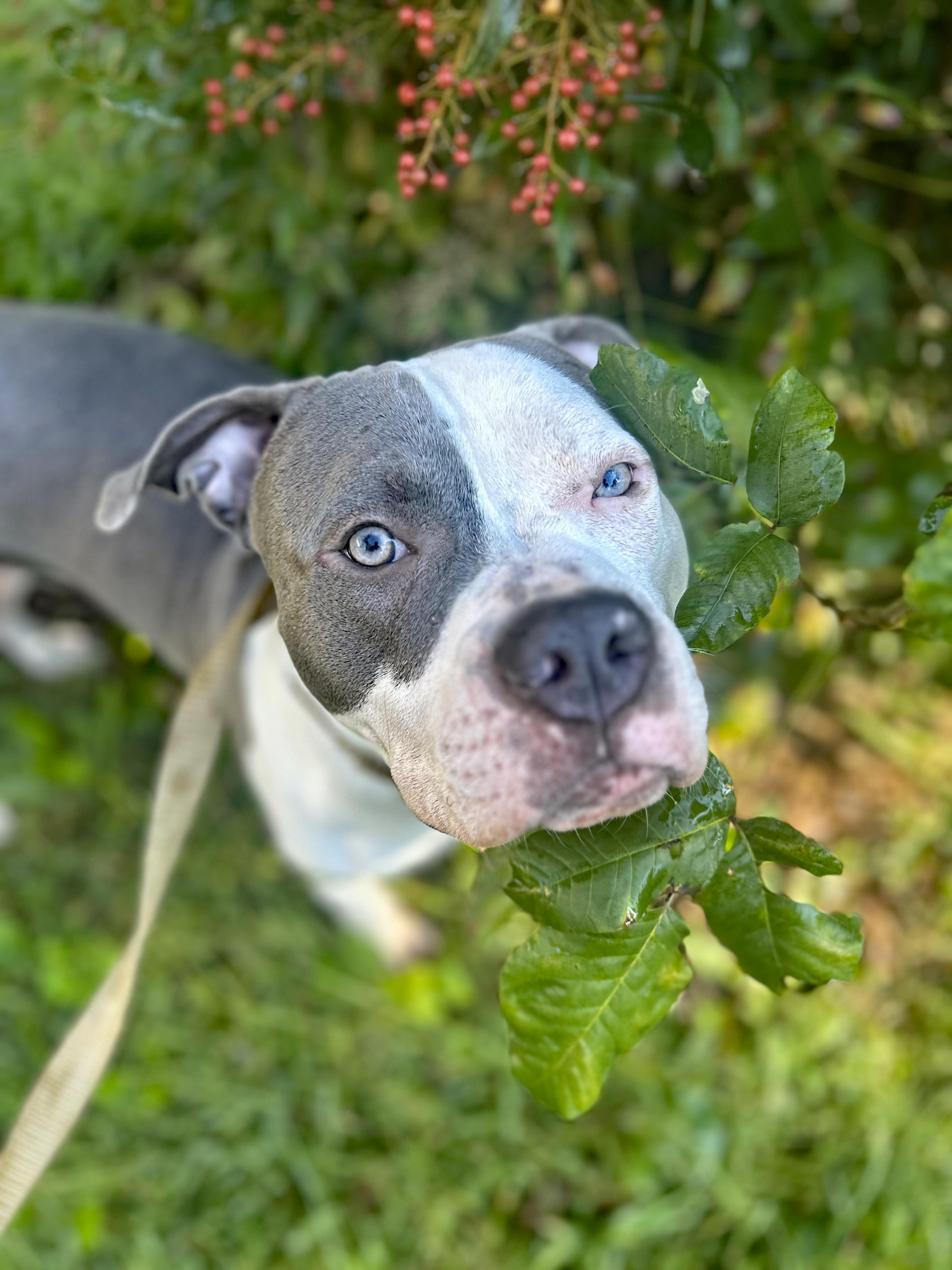 Kai (Community Assist), adopted, Young Male Pit Bull Terrier.