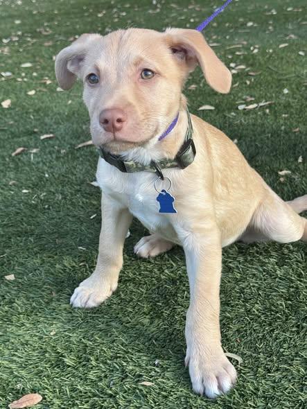 Enlarge Jax, an adopted mixed breed in San Tan Valley, AZ image 1/1