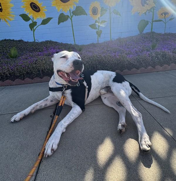 Enlarge Tiny, a Adoptable mixed breed in San Diego, CA image 1/1