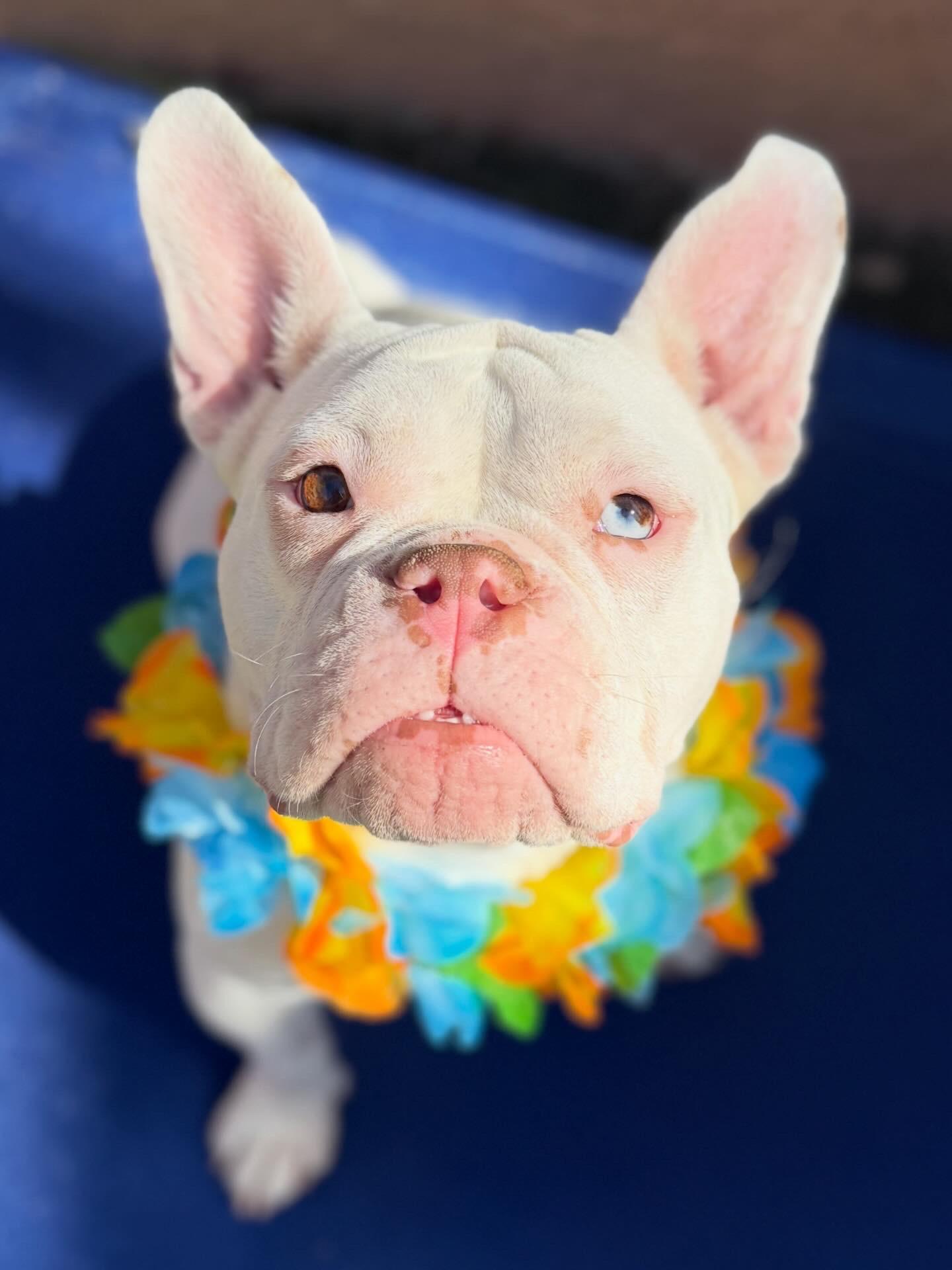 Enlarge Rainbow, a ADOPTABLE mixed breed in Las Vegas, NV image 4/6