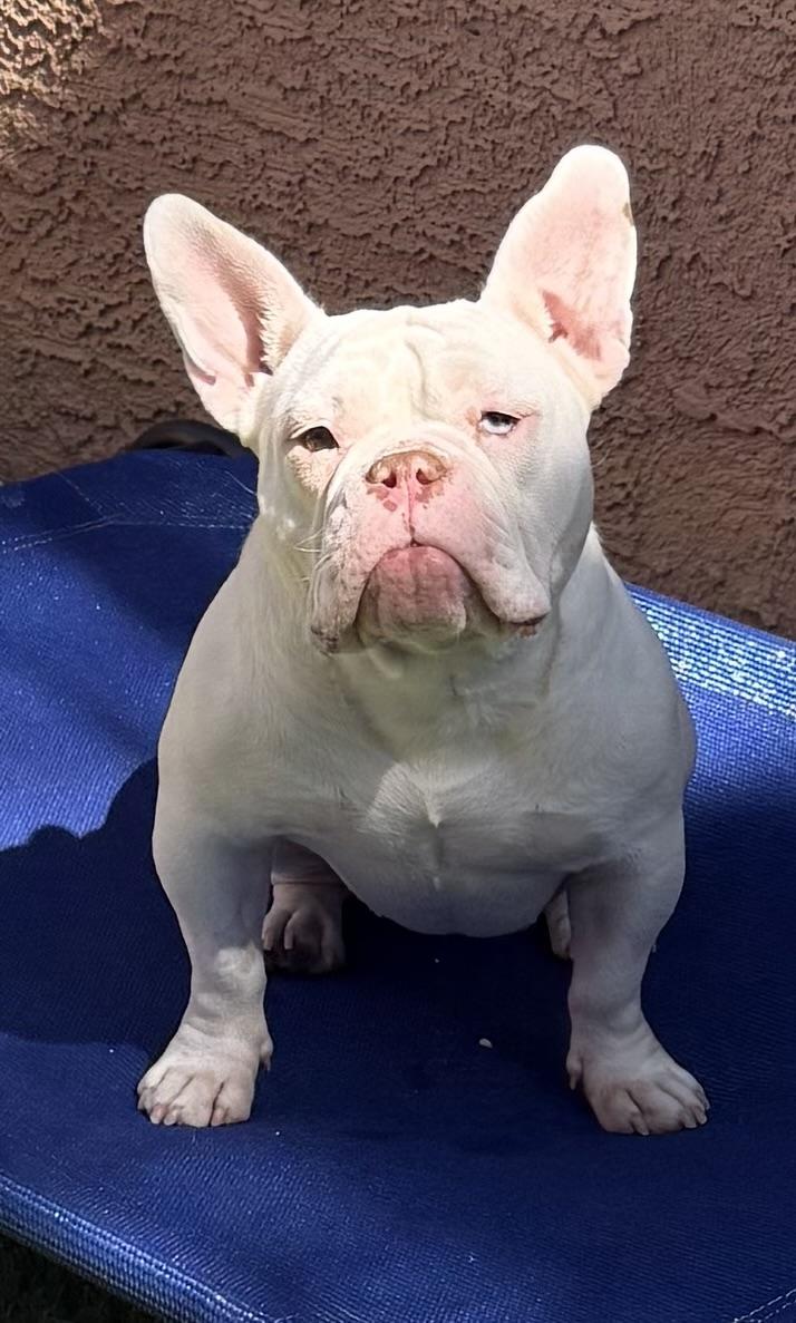 Rainbow, ADOPTABLE, Young Female Bulldog.