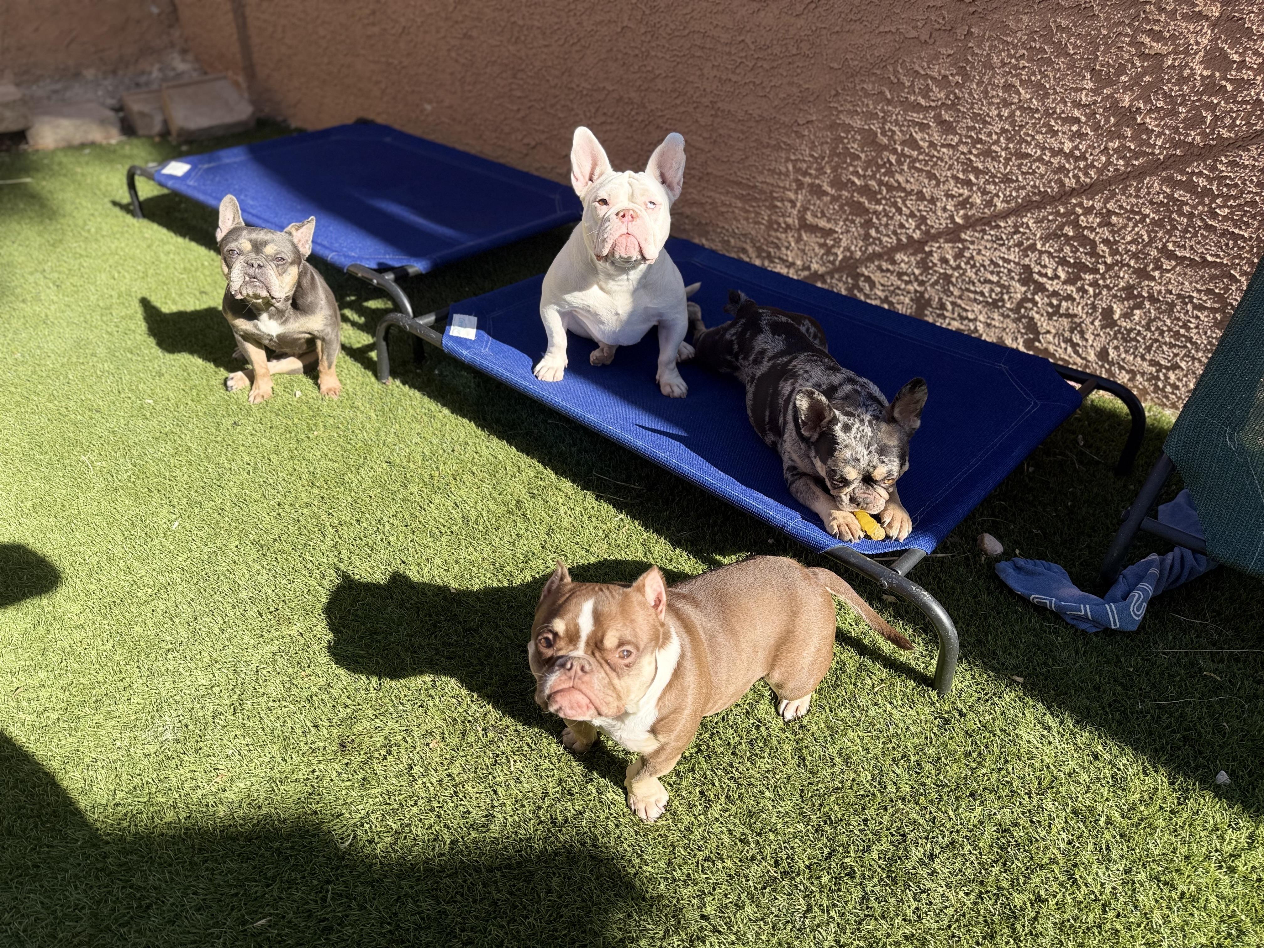 Enlarge Rainbow, a ADOPTABLE mixed breed in Las Vegas, NV image 2/6