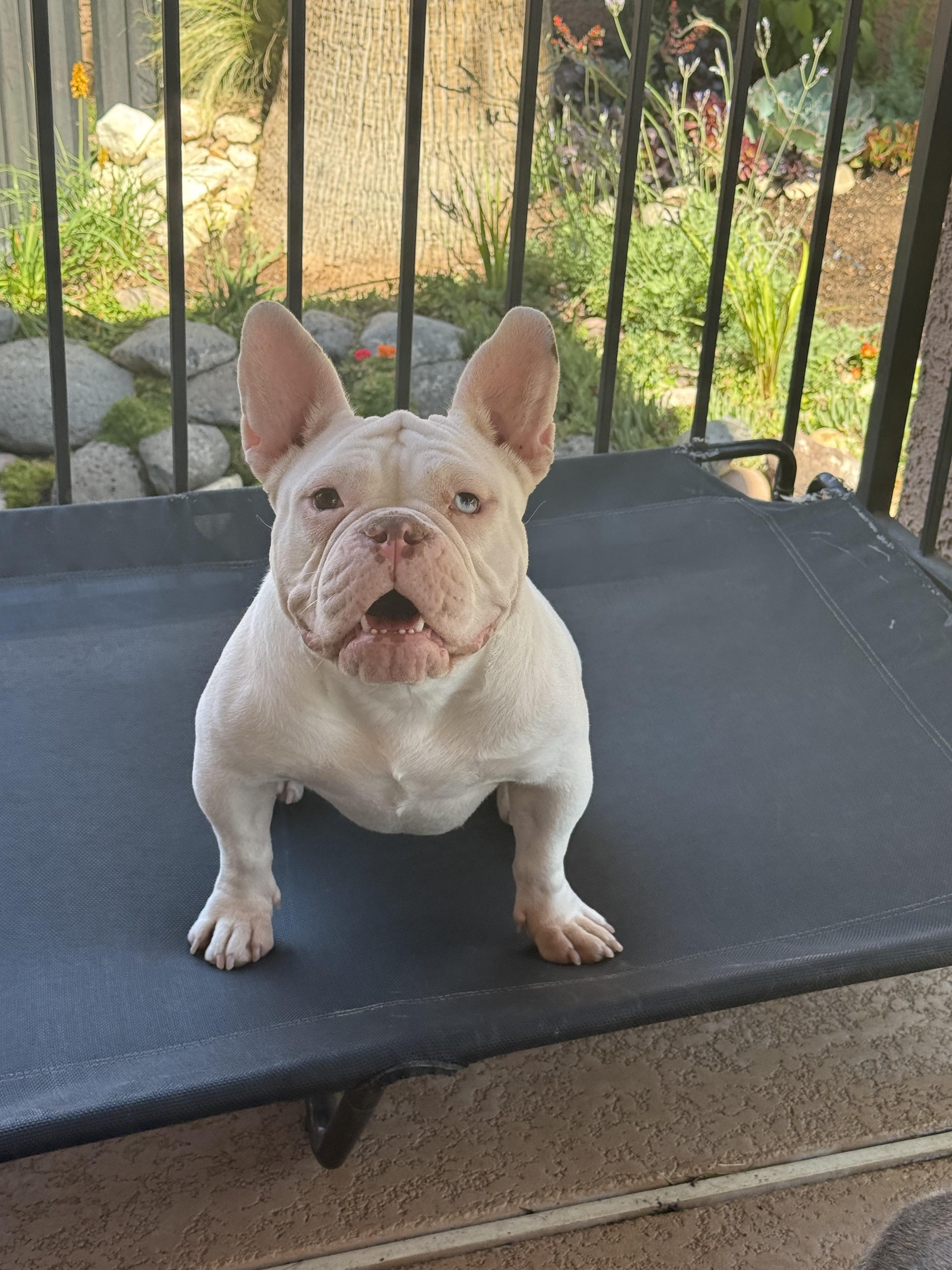 Enlarge Rainbow, a ADOPTABLE mixed breed in Las Vegas, NV image 6/6