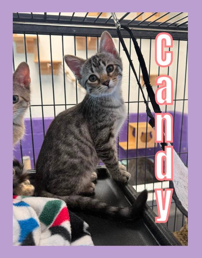 Enlarge Candy, a Adoptable mixed breed in Bossier City, LA image 1/4