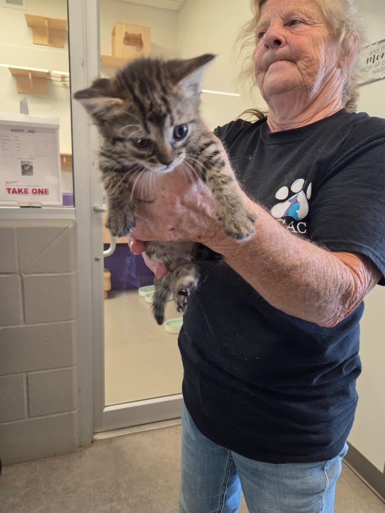 Enlarge Candy, a Adoptable mixed breed in Bossier City, LA image 2/4