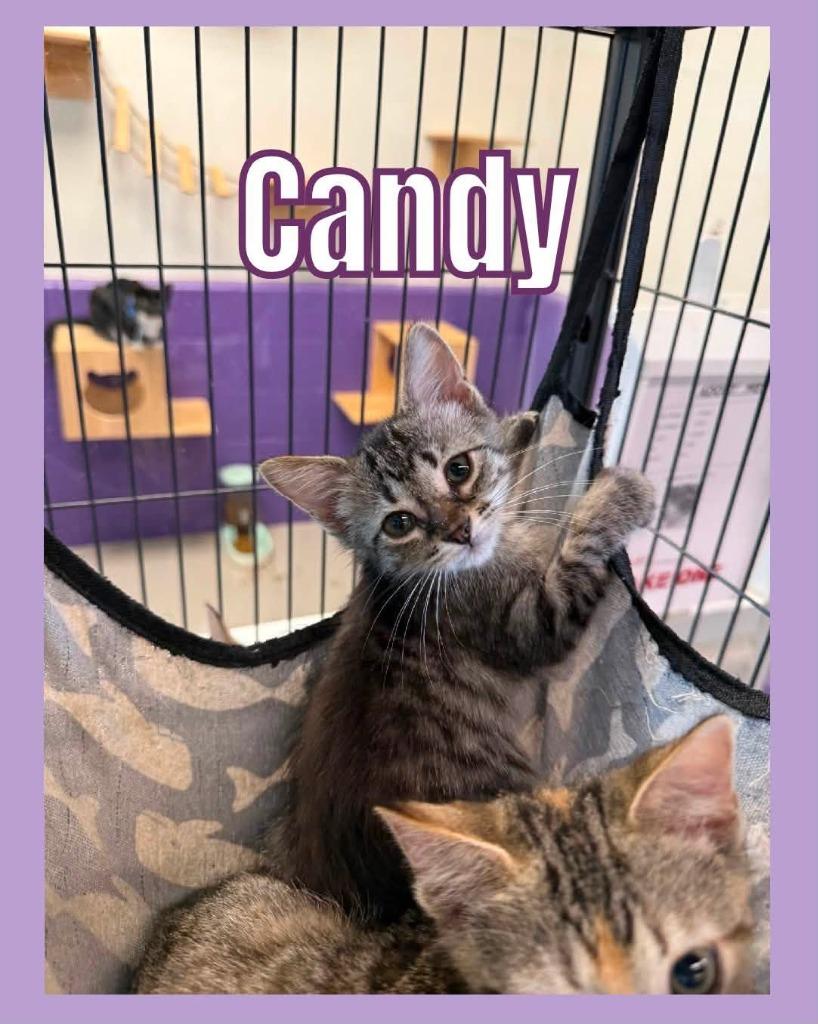 Enlarge Candy, a Adoptable mixed breed in Bossier City, LA image 3/4