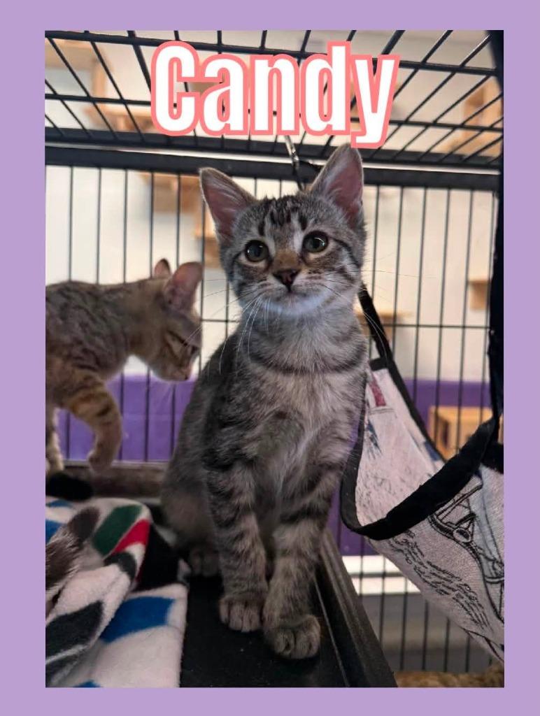 Enlarge Candy, a Adoptable mixed breed in Bossier City, LA image 4/4