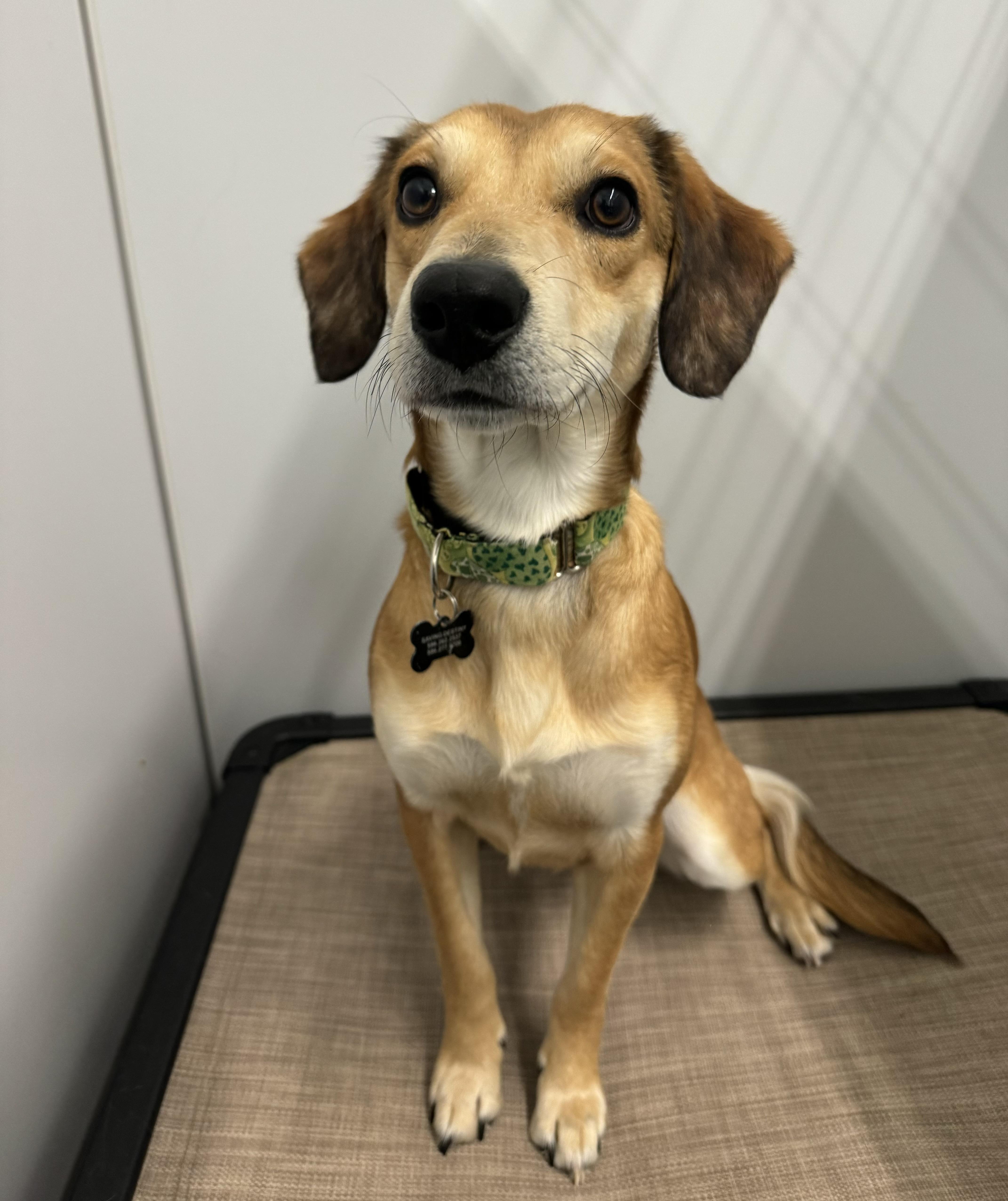 Enlarge Barley, a ADOPTABLE mixed breed in China Township, MI image 1/6