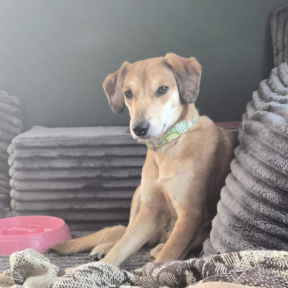 Enlarge Barley, a ADOPTABLE mixed breed in China Township, MI image 5/6