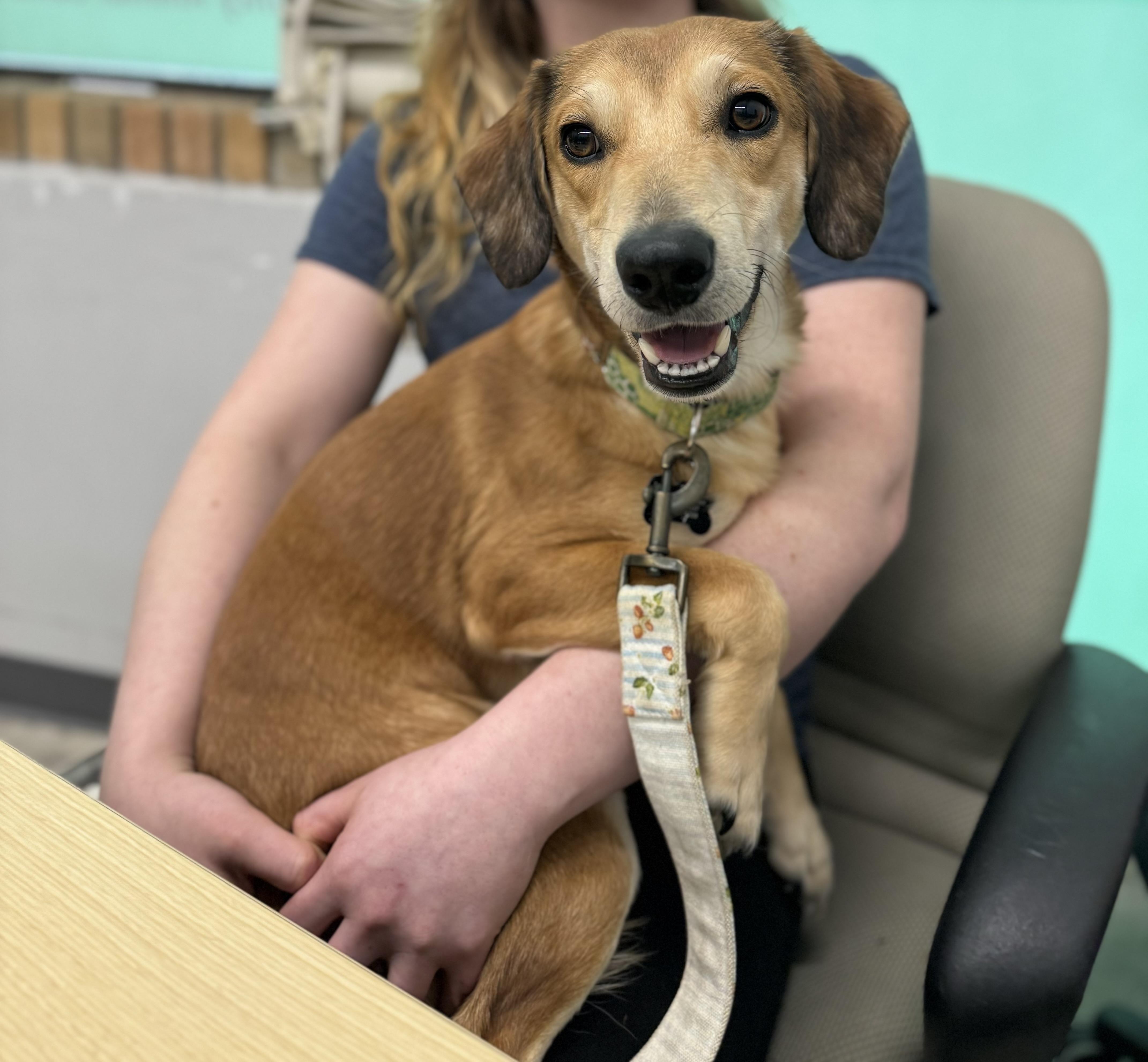 Enlarge Barley, a ADOPTABLE mixed breed in China Township, MI image 2/6
