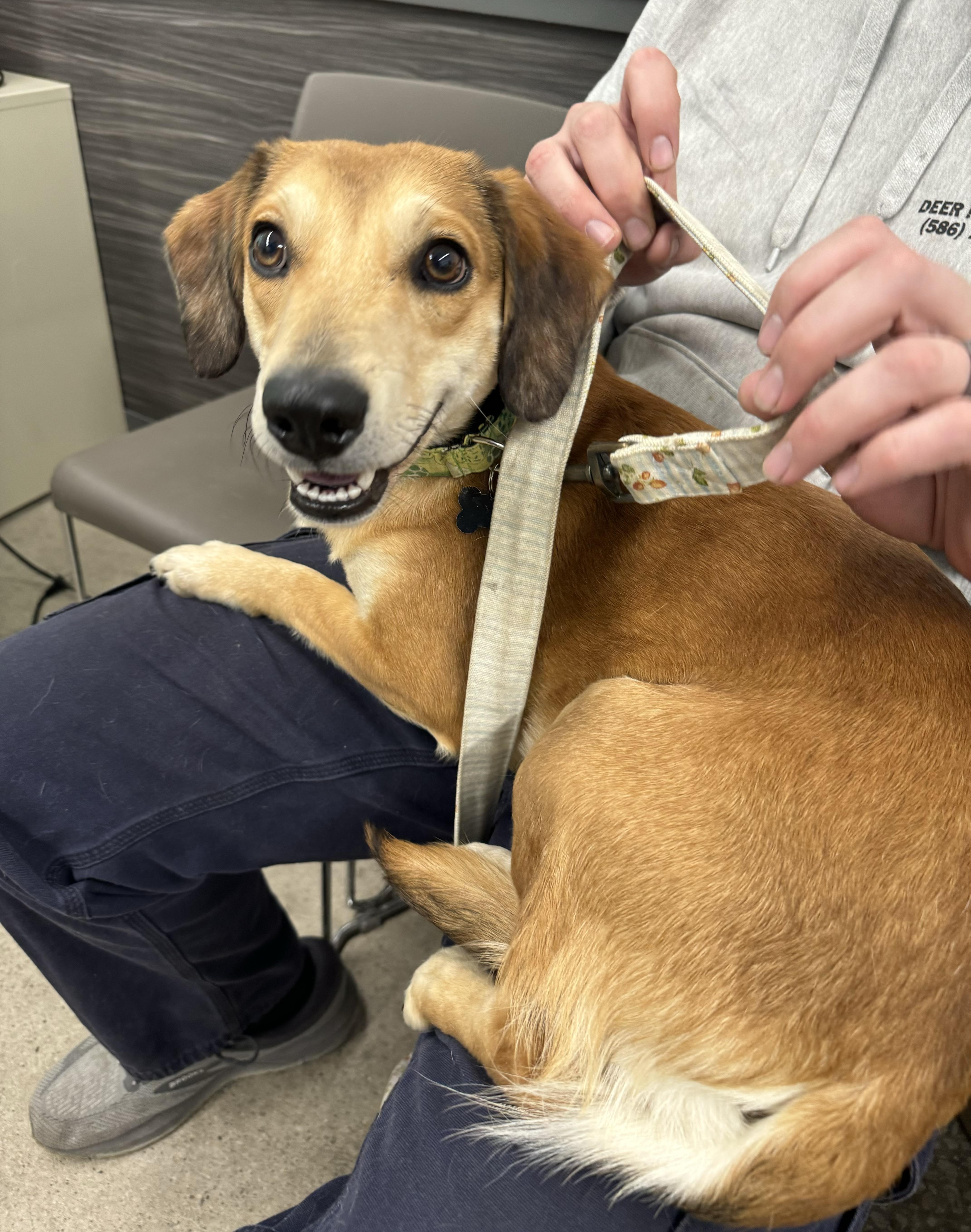 Enlarge Barley, a ADOPTABLE mixed breed in China Township, MI image 3/6