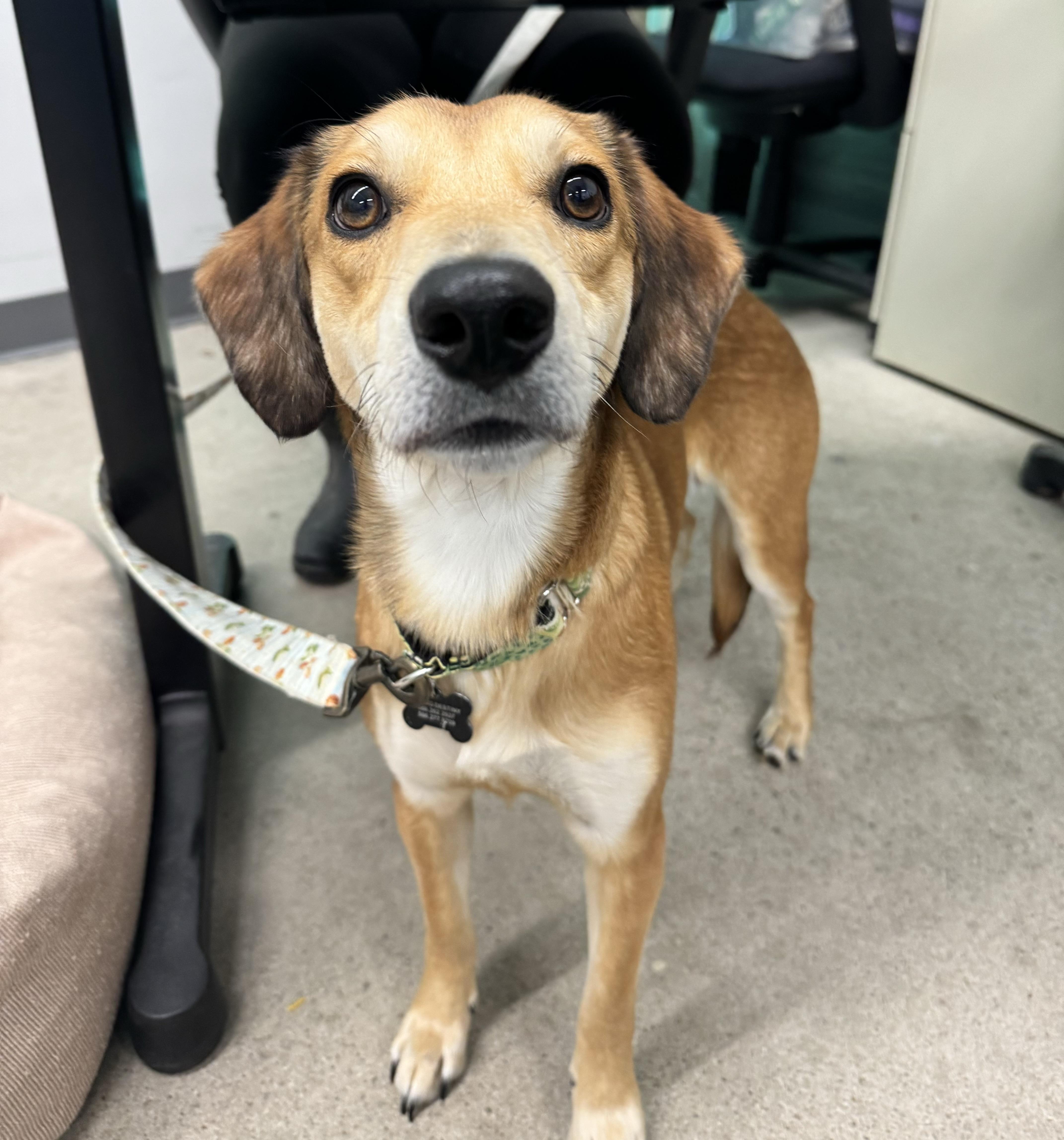 Enlarge Barley, a ADOPTABLE mixed breed in China Township, MI image 4/6