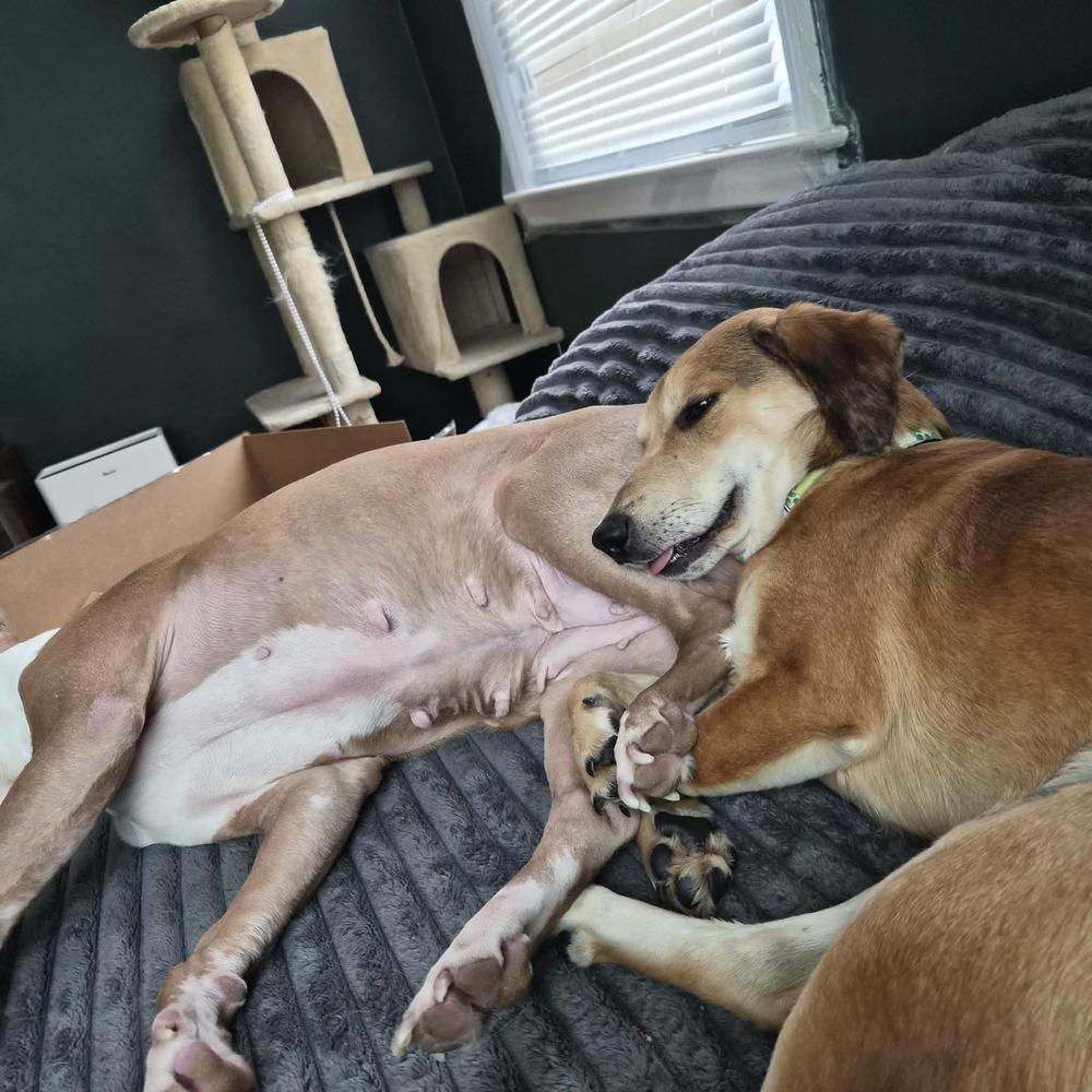 Enlarge Barley, a ADOPTABLE mixed breed in China Township, MI image 2/6