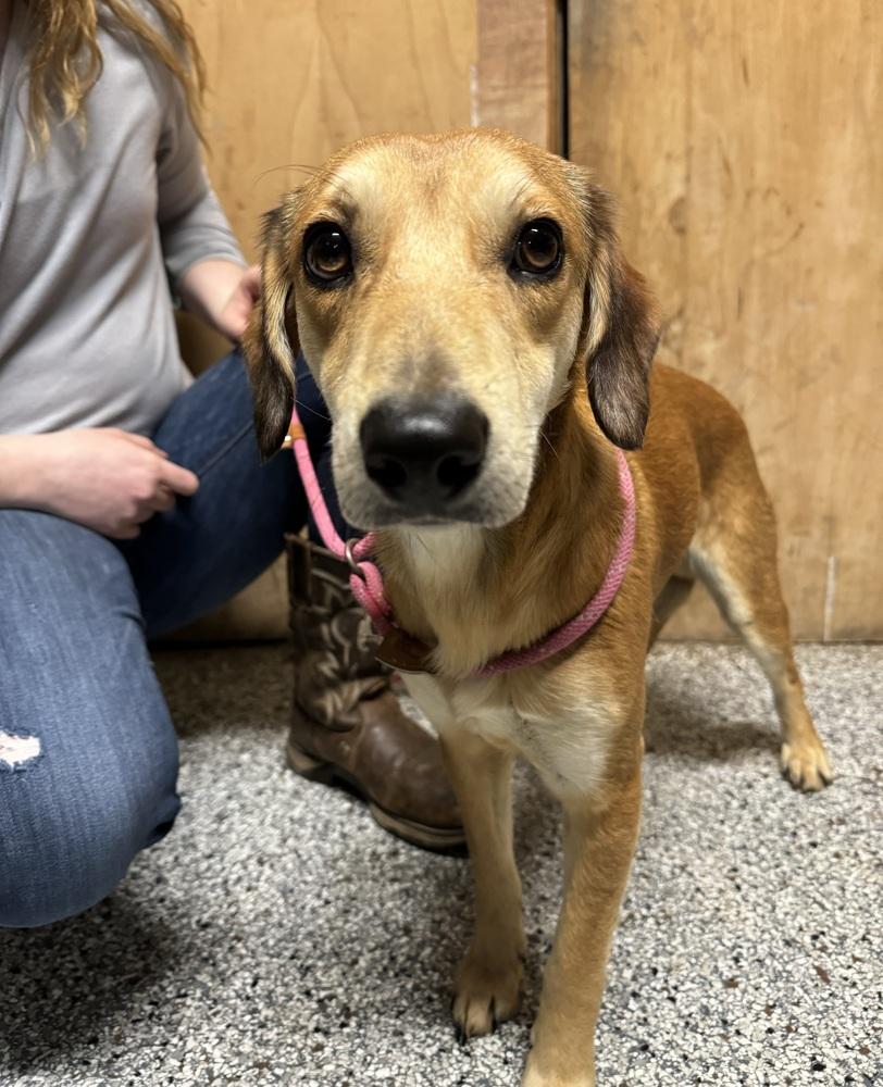 Barley, ADOPTABLE, Puppy Male Hound.