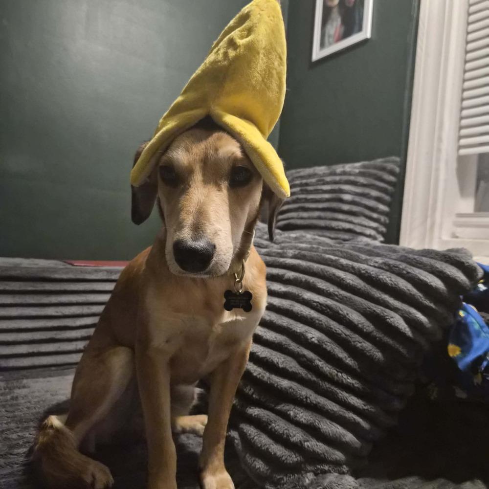 Enlarge Barley, a ADOPTABLE mixed breed in China Township, MI image 3/6