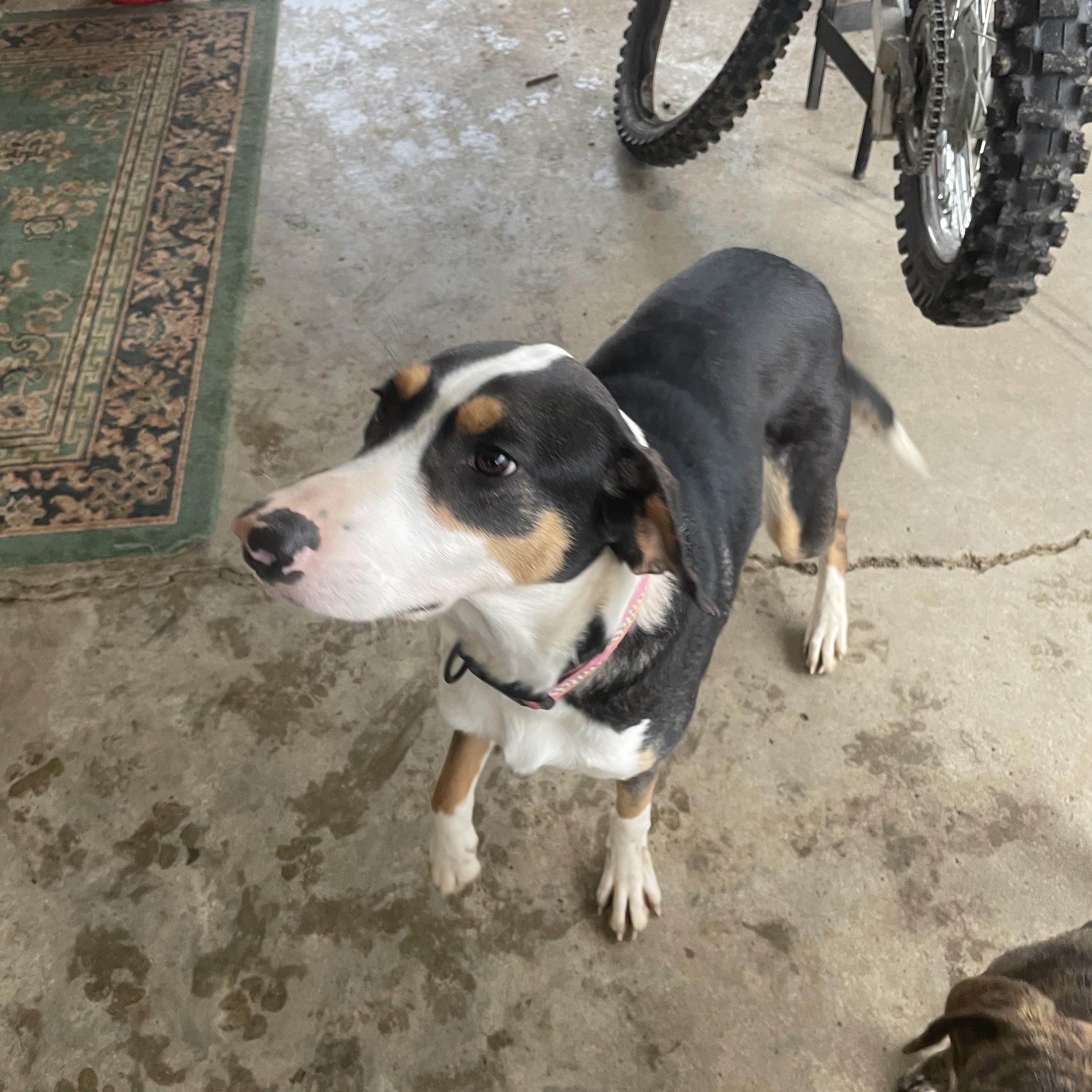 Enlarge Marley, a ADOPTABLE mixed breed in Louisville, KY image 2/2