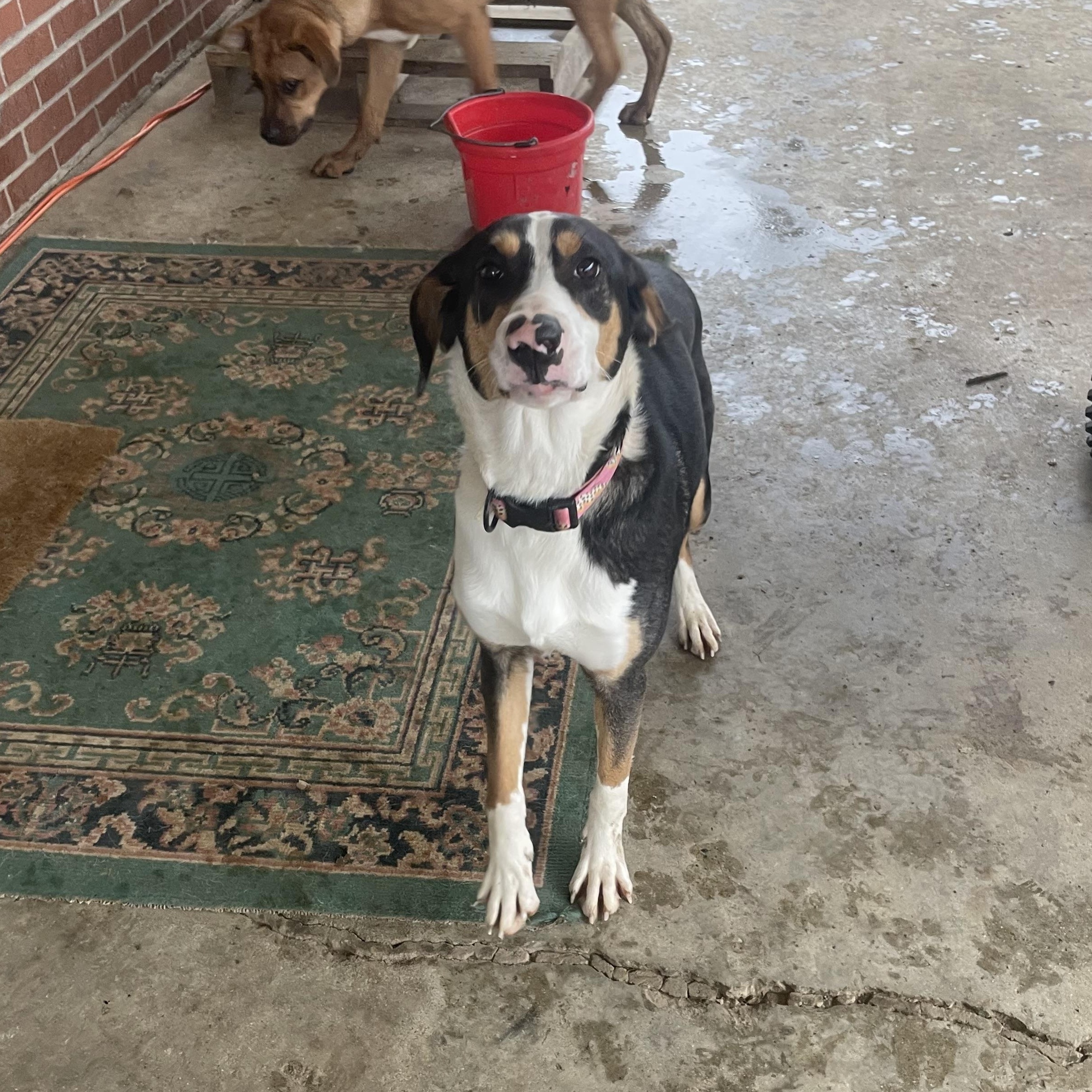 Marley, ADOPTABLE, Adult Female Australian Shepherd & Labrador Retriever.
