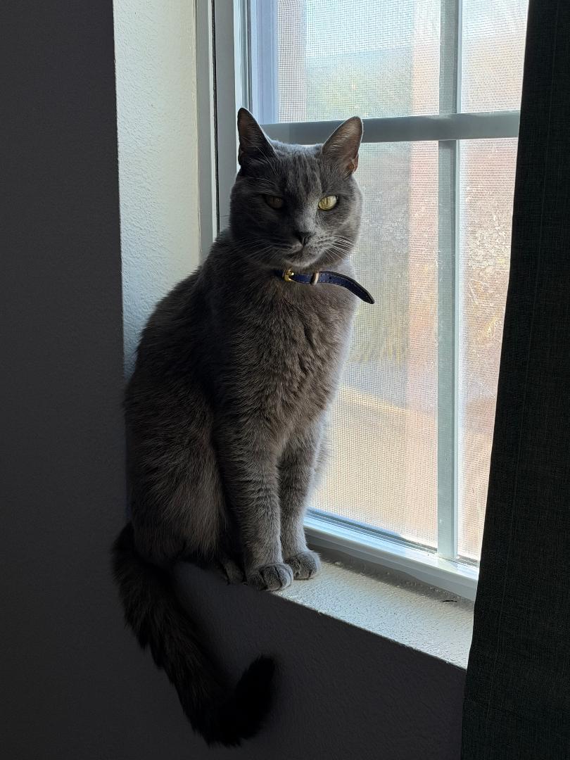 Theo, Adoptable, Adult Male Domestic Short Hair.