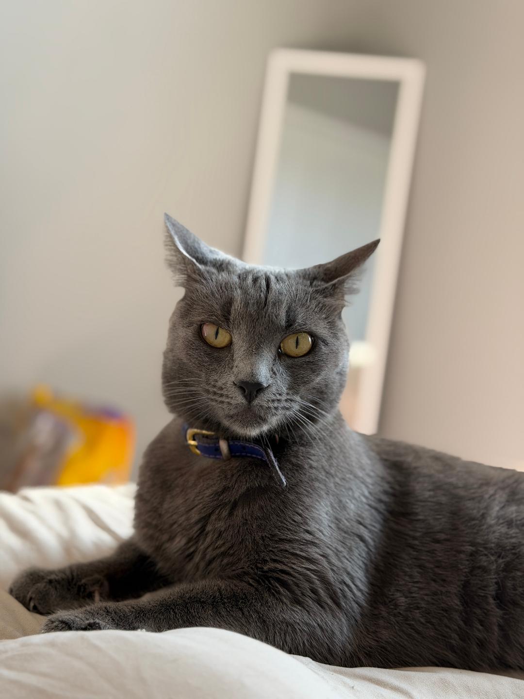 Enlarge Theo, a Adoptable Domestic Short Hair in Orlando, FL image 2/3