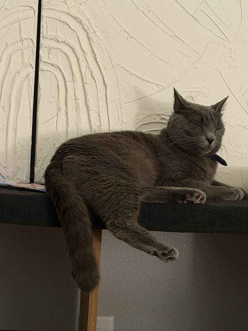 Enlarge Theo, a Adoptable Domestic Short Hair in Orlando, FL image 3/3