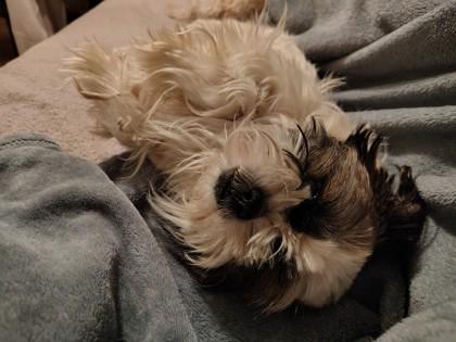 Enlarge Kiki 51562, an adopted Mixed Breed in Oklahoma City, OK image 3/3