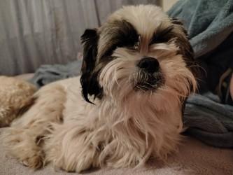 Kiki 51562, adopted, Adult Female Mixed Breed.