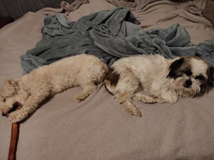 Enlarge Kiki 51562, an adopted Mixed Breed in Oklahoma City, OK image 2/3