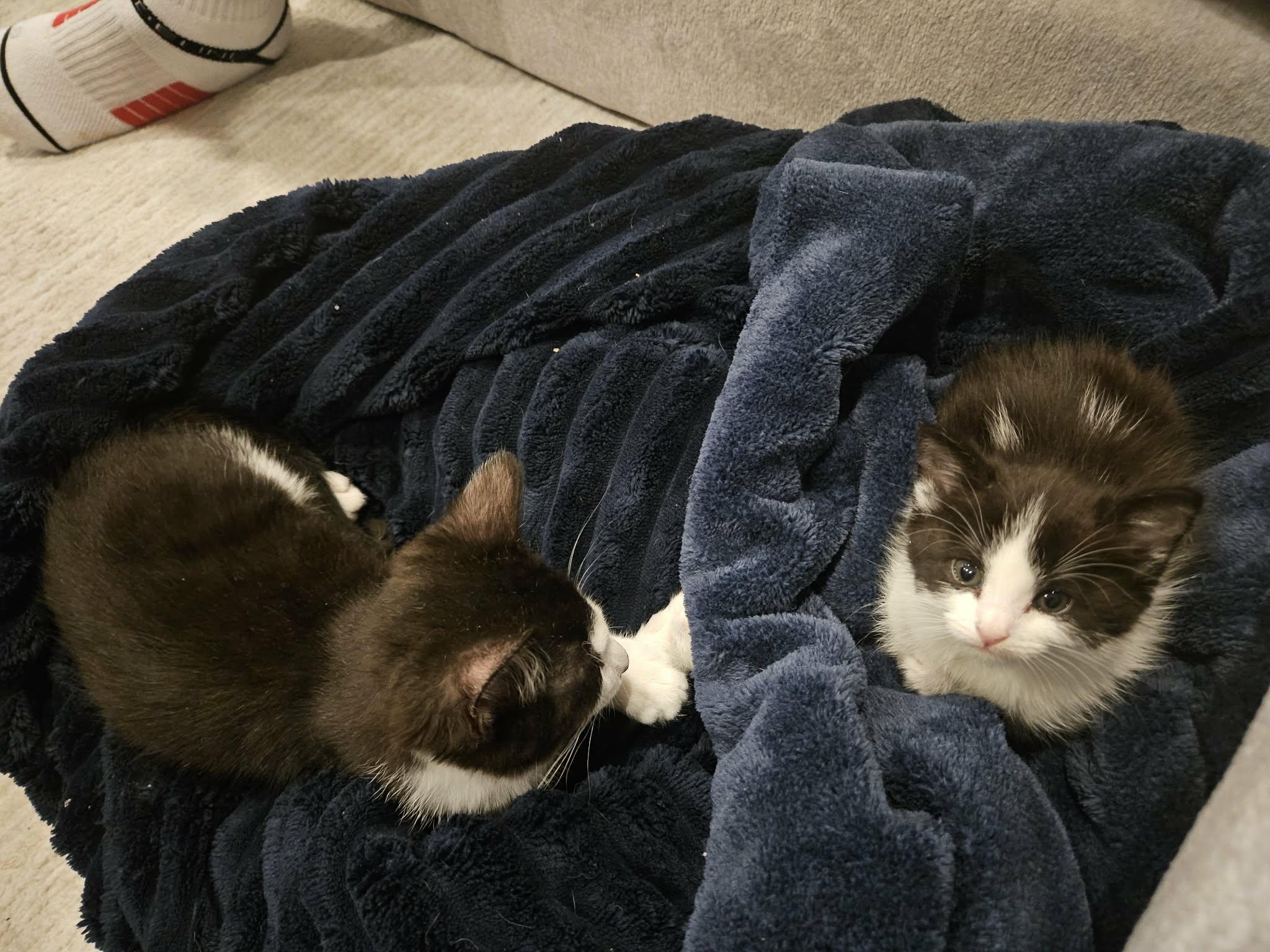 Enlarge Noel, an adopted Domestic Short Hair in Manchester, MD image 3/3