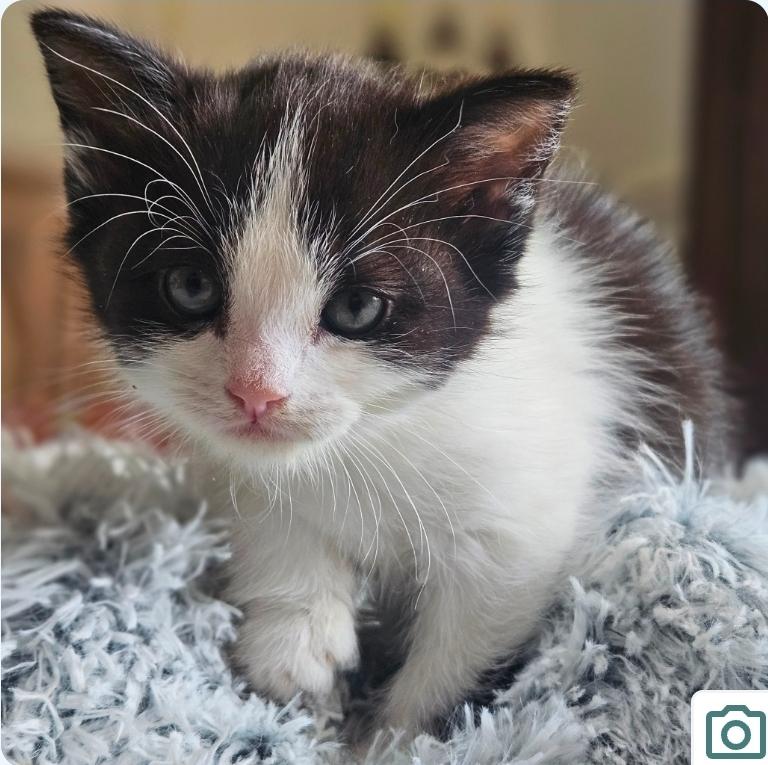 Enlarge Noel, an adopted Domestic Short Hair in Manchester, MD image 1/3