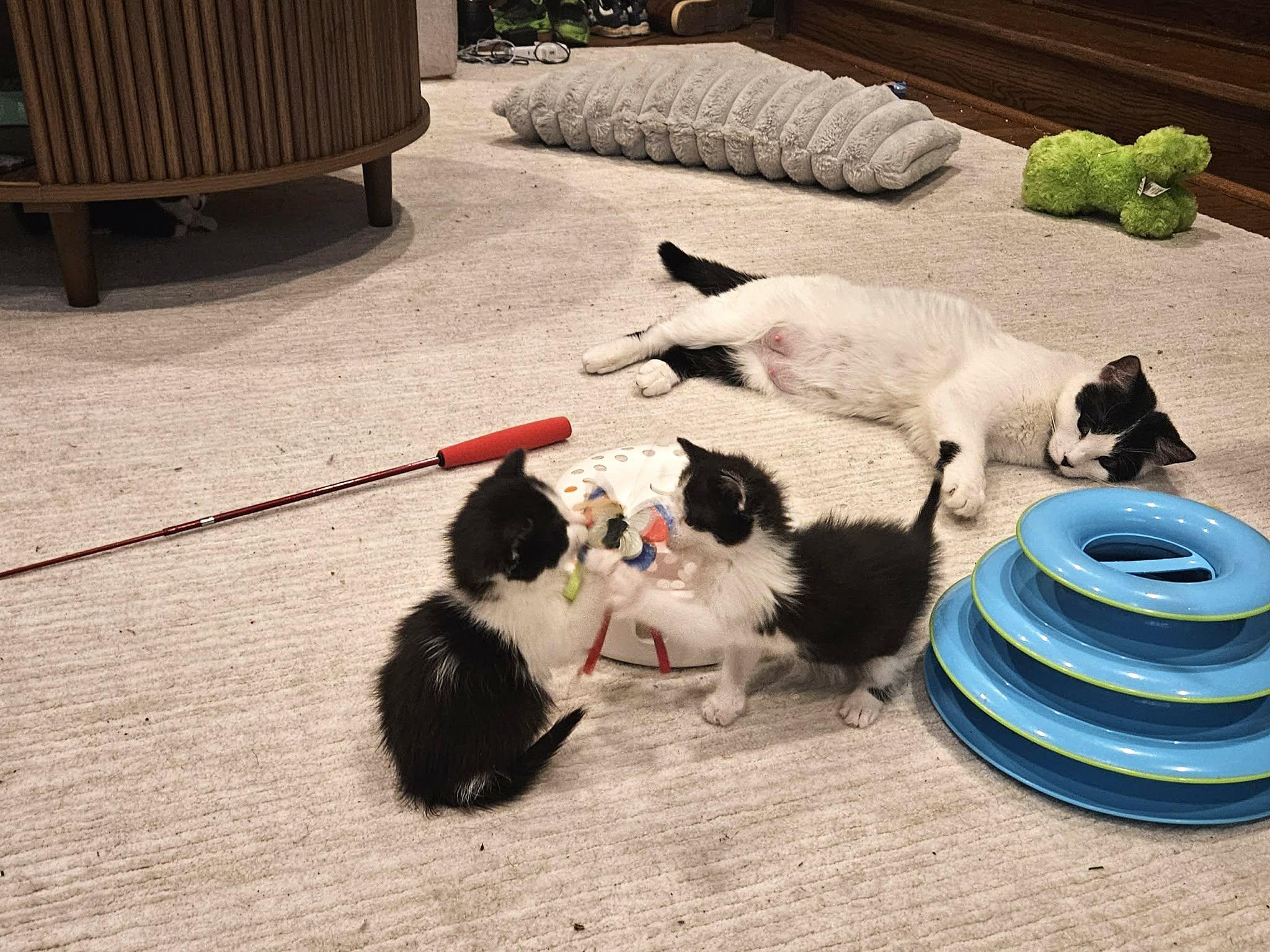 Enlarge Noel, an adopted Domestic Short Hair in Manchester, MD image 2/3