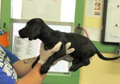 Eddie, Adoptable, Puppy Male Labrador Retriever & Poodle.