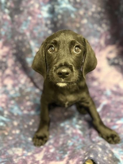 Enlarge Eddie, a Adoptable mixed breed in Picayune, MS image 2/3