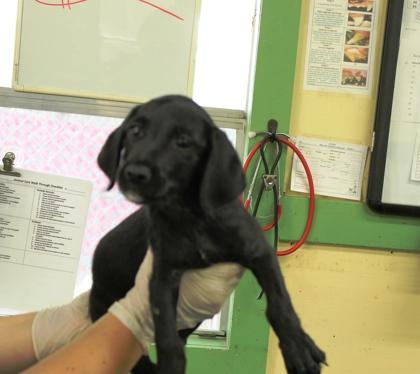 Enlarge Eddie, a Adoptable mixed breed in Picayune, MS image 3/3