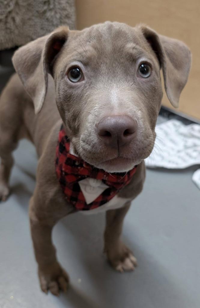 Enlarge Pinto, a Adoptable mixed breed in Warren, MI image 1/4