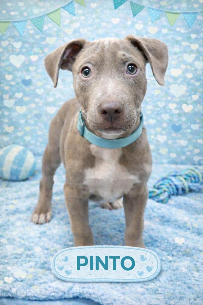 Enlarge Pinto, a Adoptable mixed breed in Warren, MI image 2/4