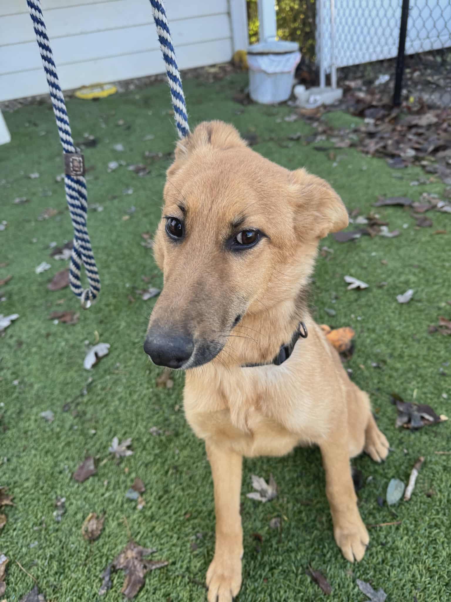 Enlarge Cassie, a Adoptable mixed breed in Chesterfield, MO image 4/4