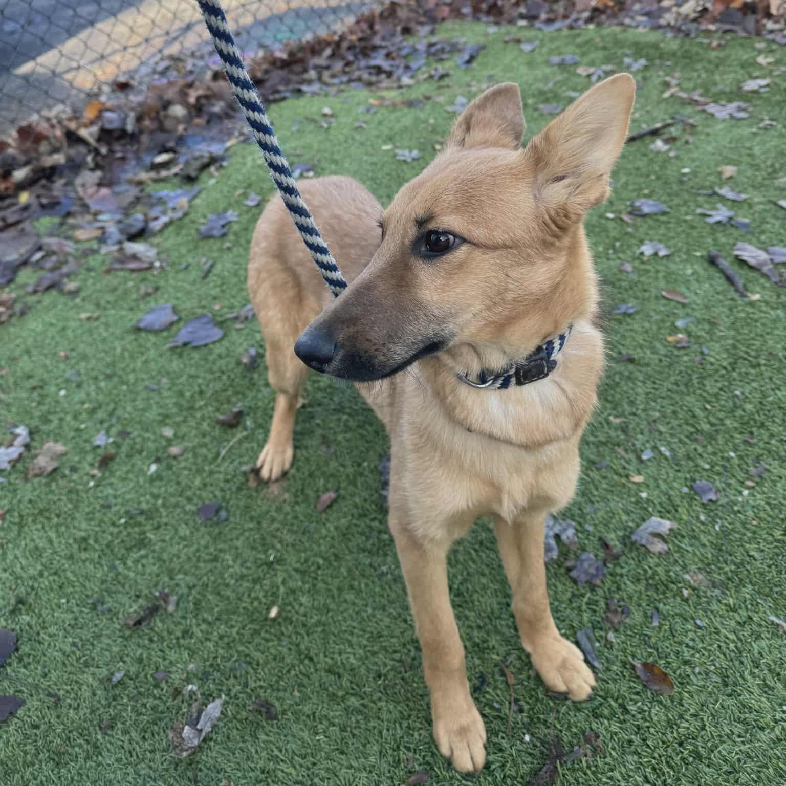 Enlarge Cassie, a Adoptable mixed breed in Chesterfield, MO image 3/4