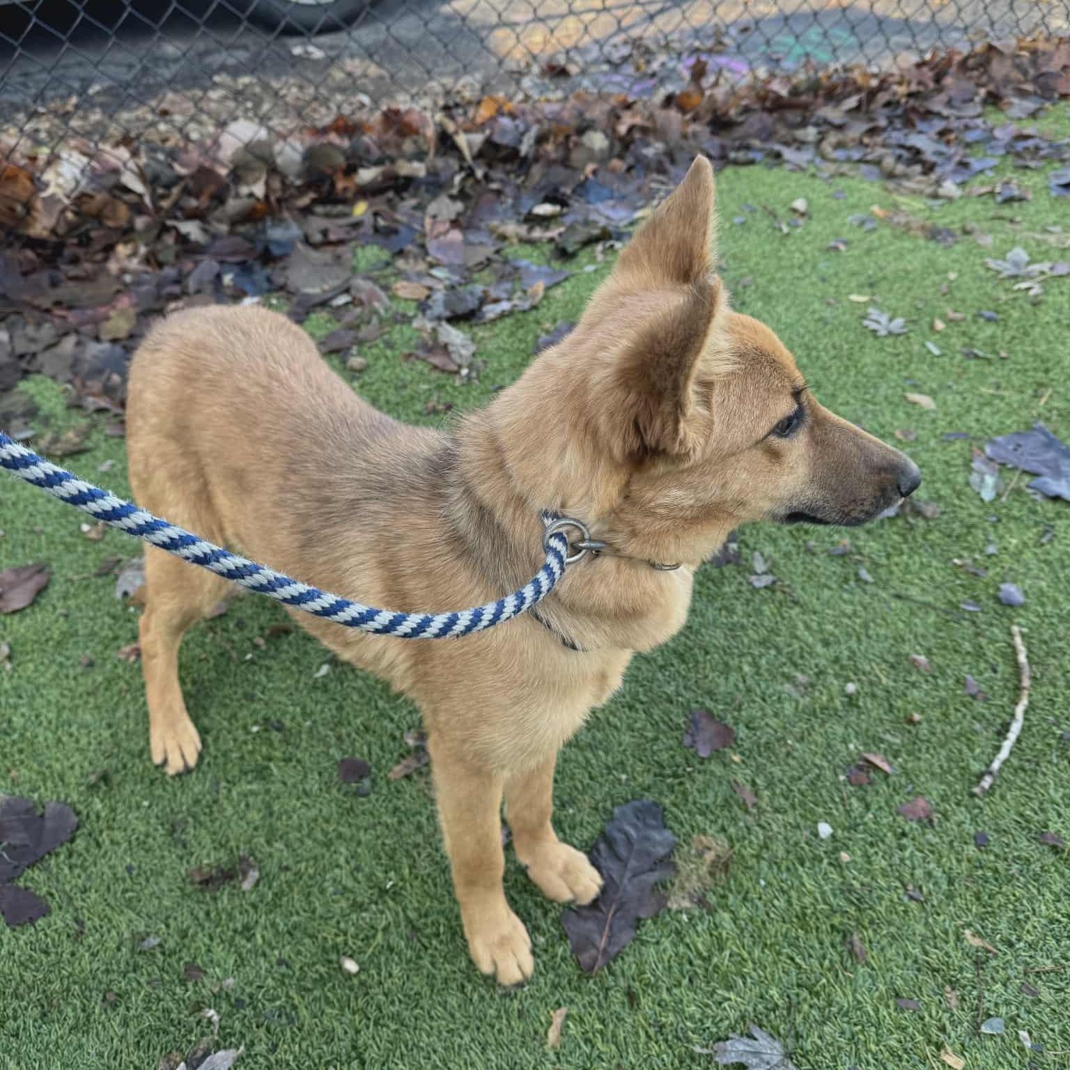 Enlarge Cassie, a Adoptable mixed breed in Chesterfield, MO image 2/4