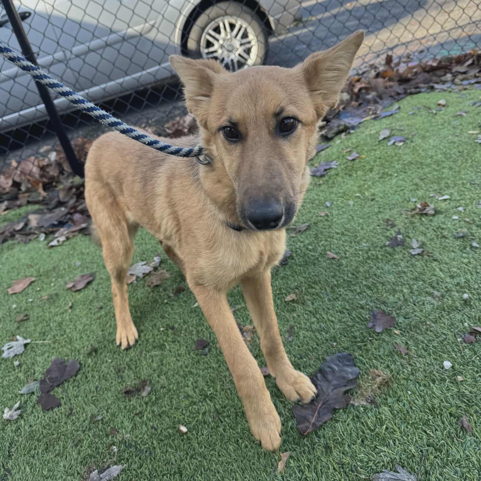 Enlarge Cassie, a Adoptable mixed breed in Chesterfield, MO image 1/4