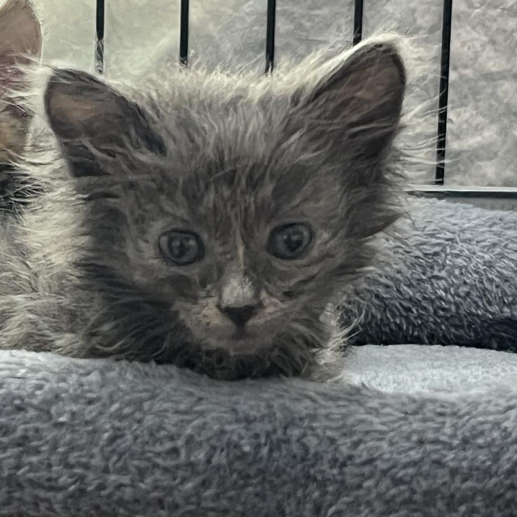 Irma, Adoptable, Kitten Female Domestic Long Hair.