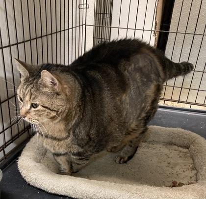 Mister Kitty — thumbnail 2