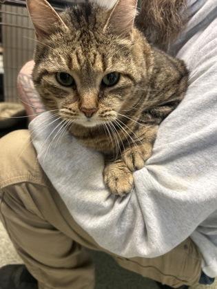 Mister Kitty — thumbnail 3