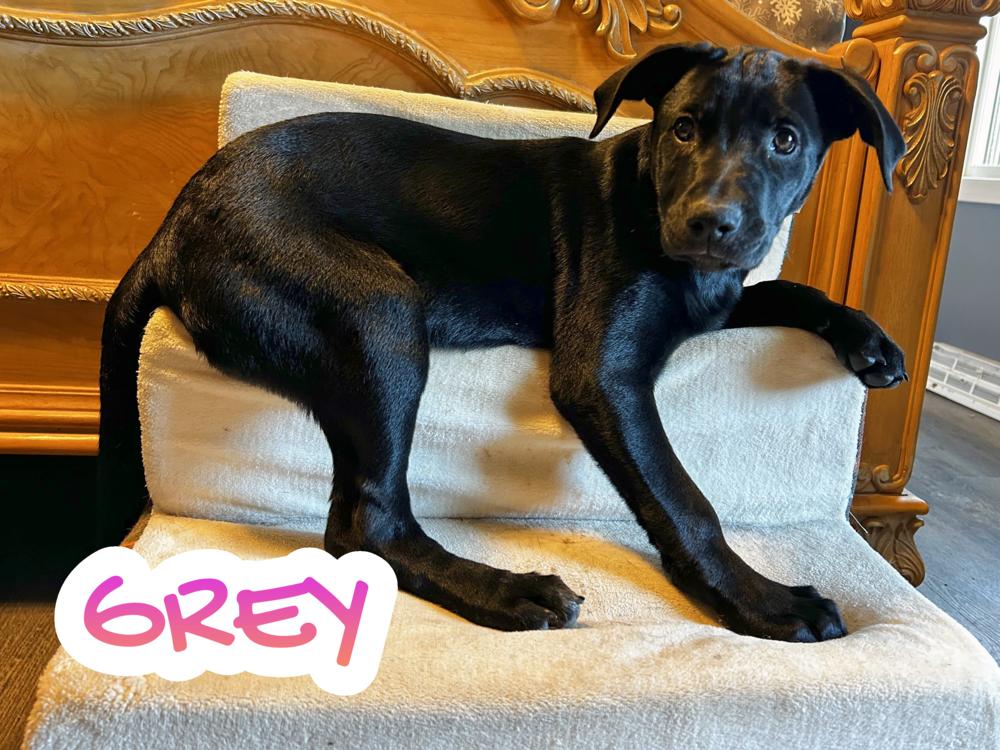 Enlarge Grey, a Adoptable mixed breed in Irwin, PA image 1/4