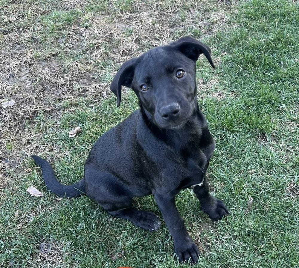 Enlarge Grey, a Adoptable mixed breed in Irwin, PA image 4/4