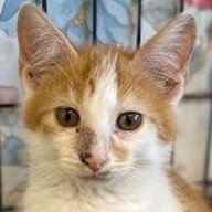 Solo, an adopted Domestic Short Hair in Ocean Isle Beach, NC image 1/2