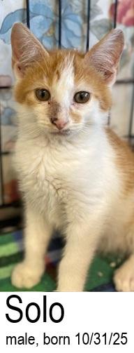Solo, an adopted Domestic Short Hair in Ocean Isle Beach, NC image 2/2