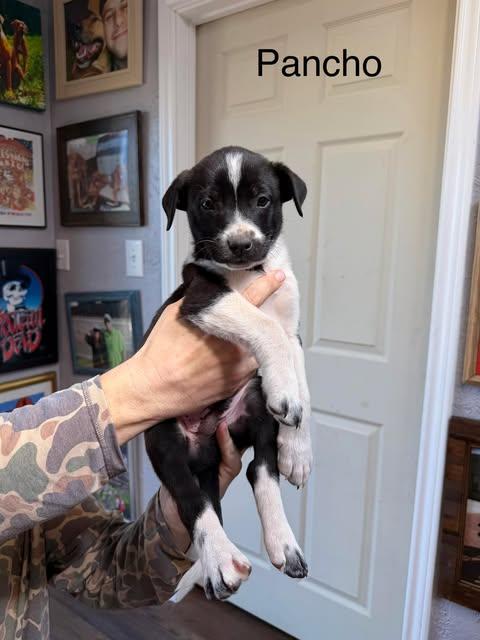 Pancho, ADOPTABLE, Puppy Male Chocolate Labrador Retriever & Border Collie.